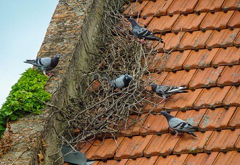  ongedierte-op-het-dak